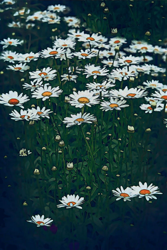 White Daisy Field Digital Image Download