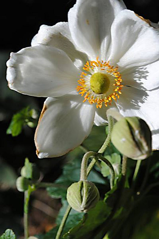 White Flower Close Up Digital Image Download