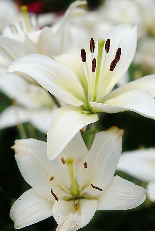 White Lilies Digital Image Download