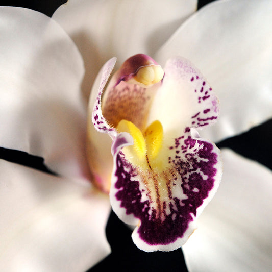 White Orchids Close Up Digital Image Download