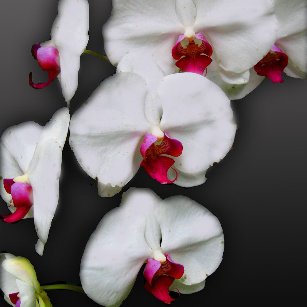 White Orchids Digital Image Download