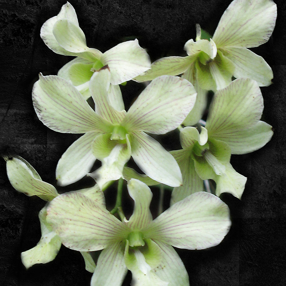 White Orchids On Black Digital Image Download