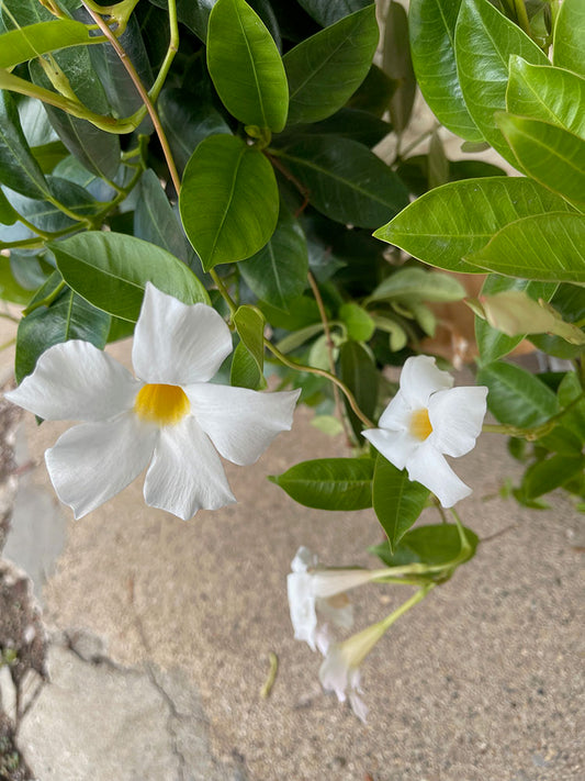 White Sidewalk Flower Digital Image Download