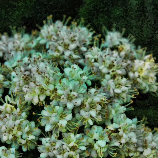 White Wildflowers Digital Image Download