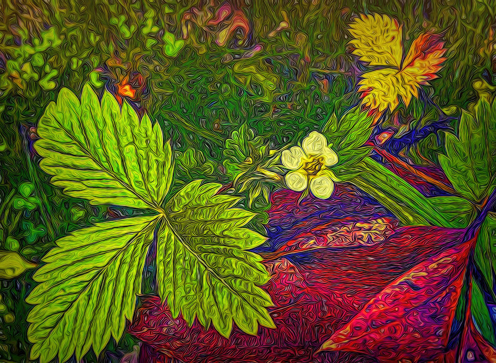 Wild Strawberries Plant Digital Image Download