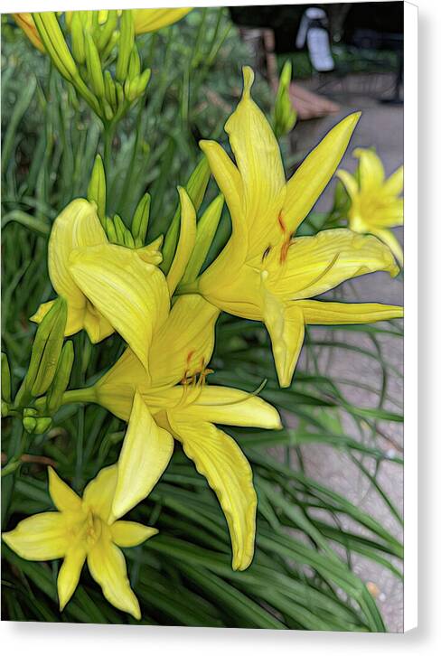 Yellow Daylilies In July - Canvas Print