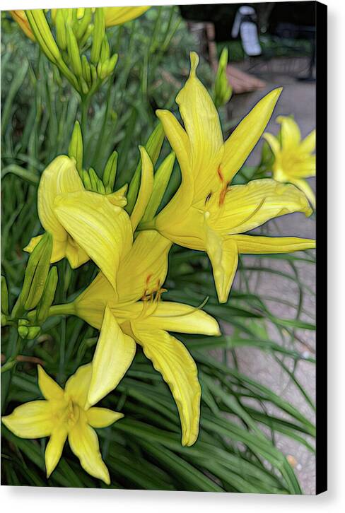 Yellow Daylilies In July - Canvas Print