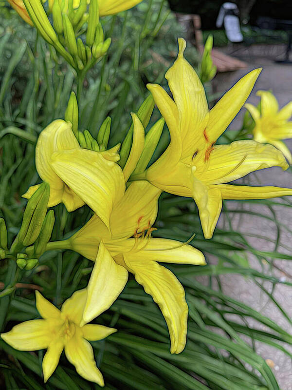 Yellow Daylilies In July - Art Print