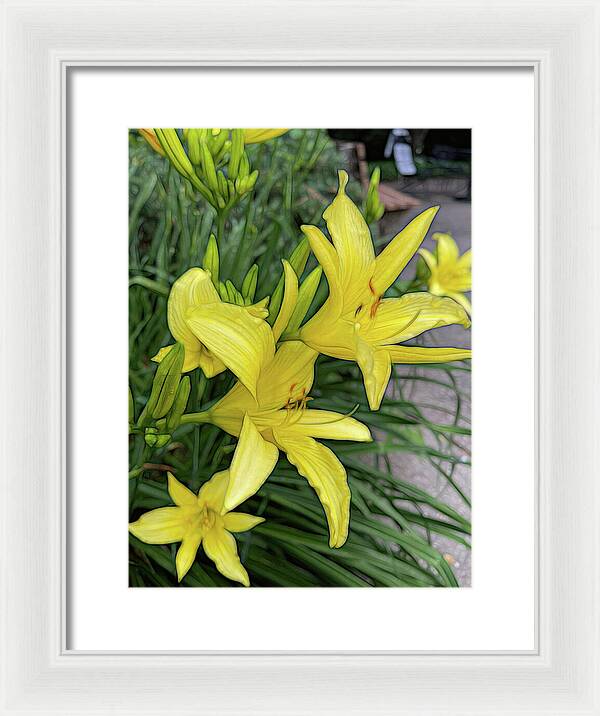 Yellow Daylilies In July - Framed Print