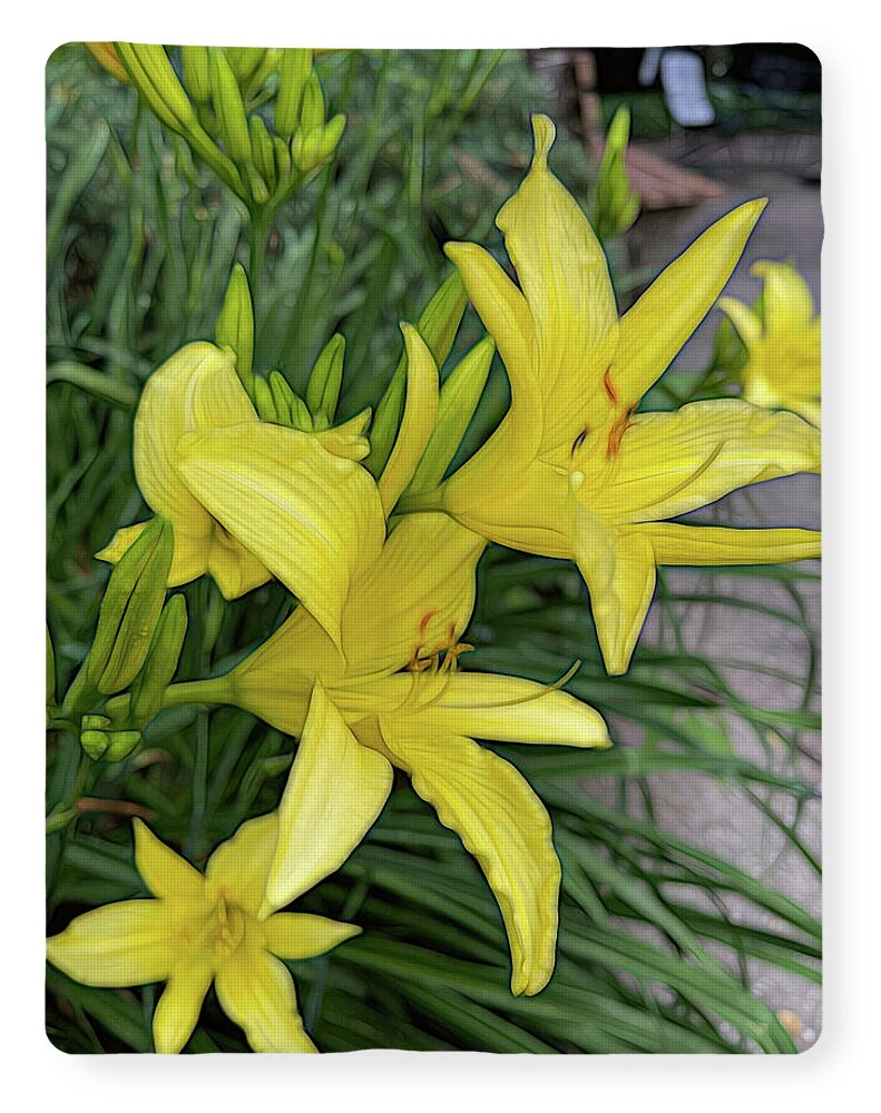 Yellow Daylilies In July - Blanket