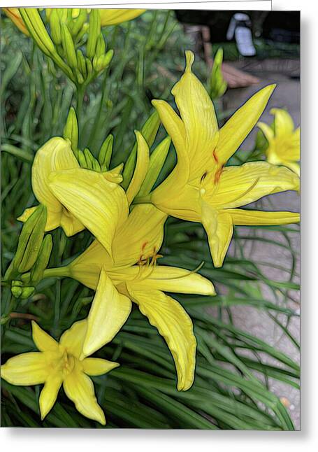 Yellow Daylilies In July - Greeting Card