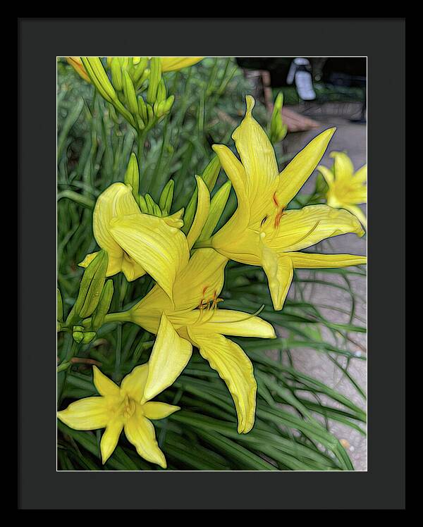 Yellow Daylilies In July - Framed Print