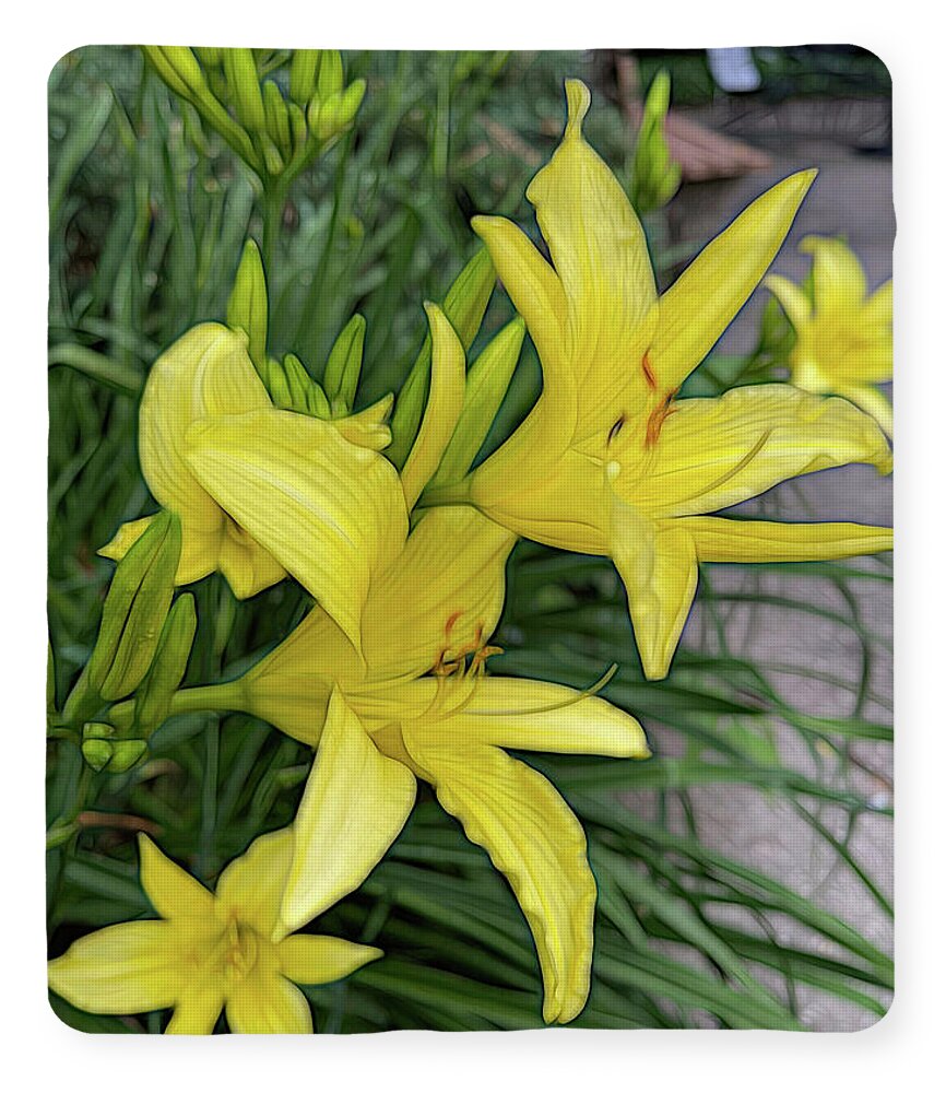 Yellow Daylilies In July - Blanket