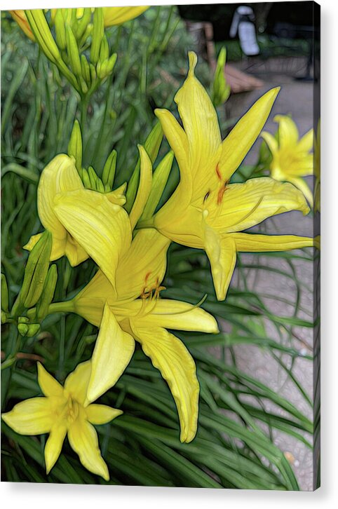 Yellow Daylilies In July - Acrylic Print