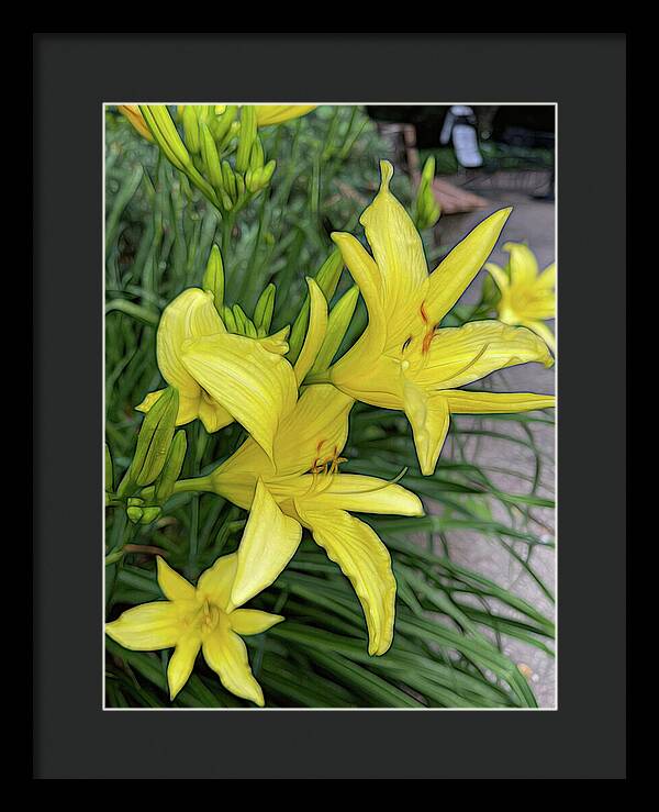 Yellow Daylilies In July - Framed Print