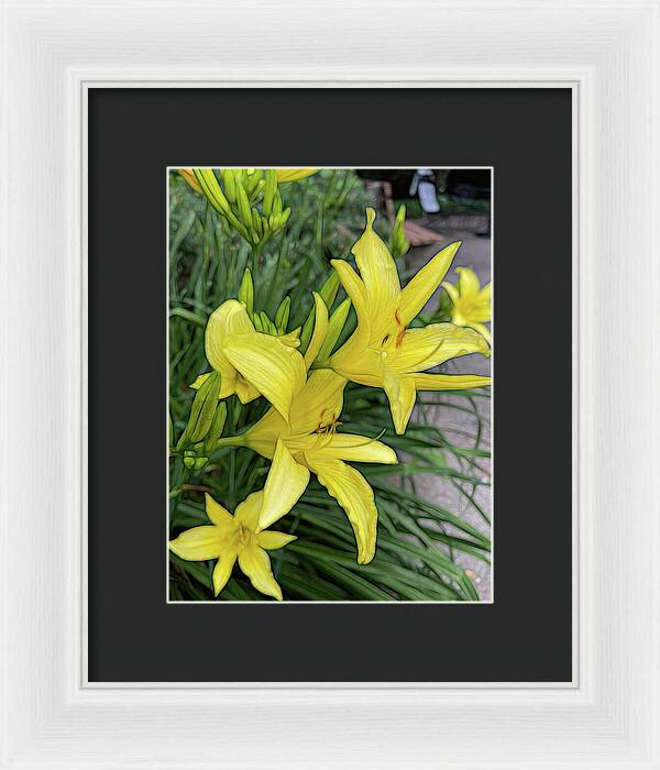 Yellow Daylilies In July - Framed Print