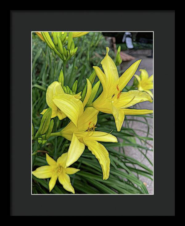 Yellow Daylilies In July - Framed Print