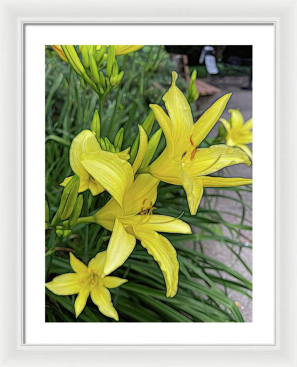 Yellow Daylilies In July - Framed Print