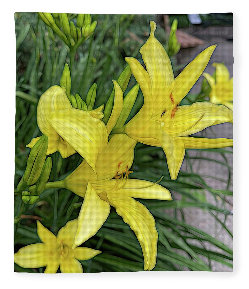 Yellow Daylilies In July - Blanket