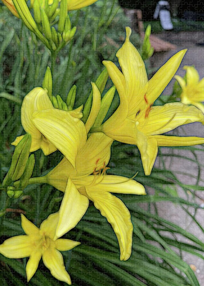 Yellow Daylilies In July - Puzzle