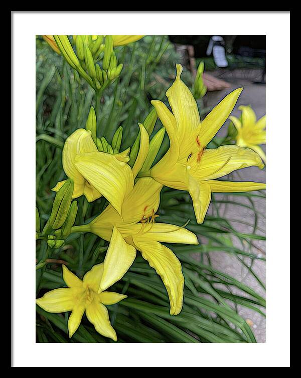 Yellow Daylilies In July - Framed Print