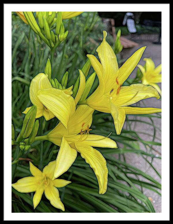 Yellow Daylilies In July - Framed Print