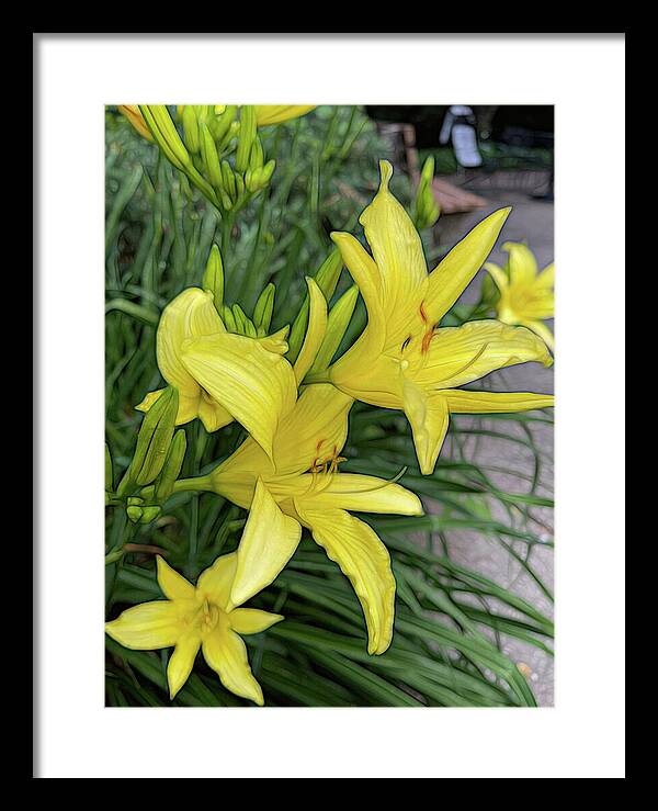 Yellow Daylilies In July - Framed Print