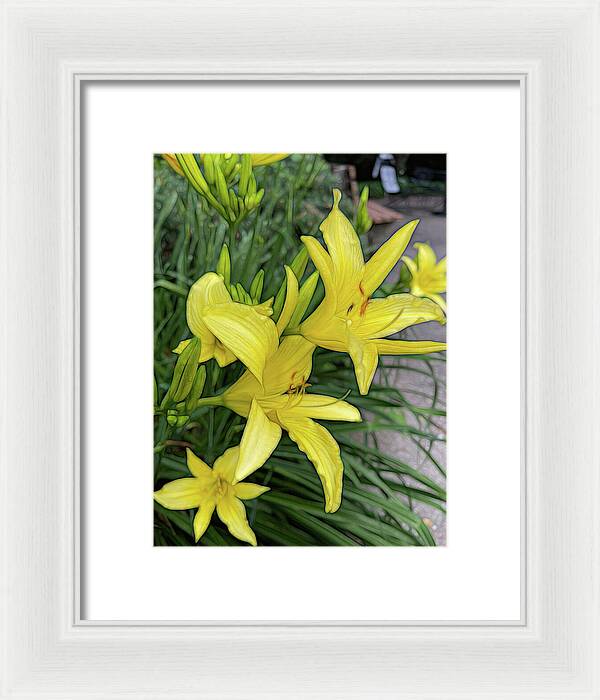 Yellow Daylilies In July - Framed Print