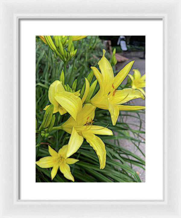 Yellow Daylilies In July - Framed Print