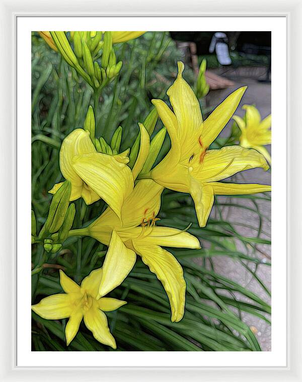 Yellow Daylilies In July - Framed Print