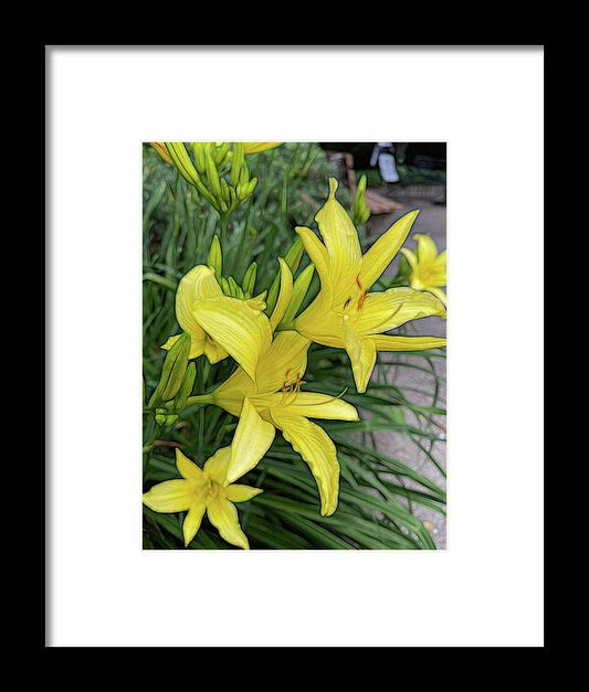 Yellow Daylilies In July - Framed Print