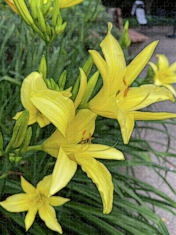 Yellow Daylilies In July - Puzzle