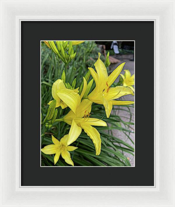 Yellow Daylilies In July - Framed Print