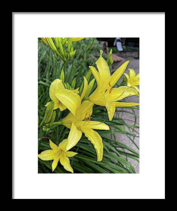 Yellow Daylilies In July - Framed Print