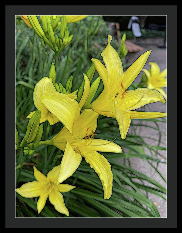 Yellow Daylilies In July - Framed Print