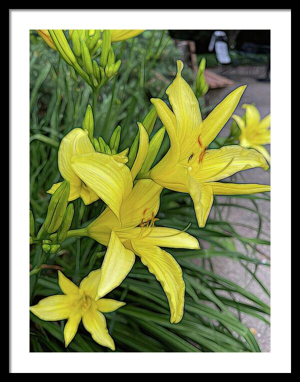 Yellow Daylilies In July - Framed Print