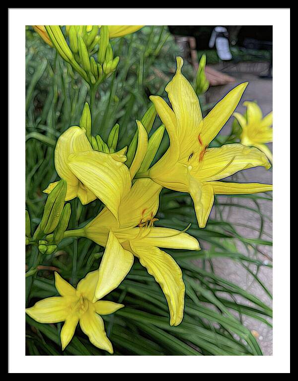 Yellow Daylilies In July - Framed Print