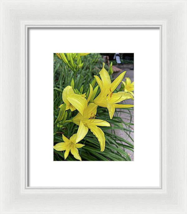 Yellow Daylilies In July - Framed Print