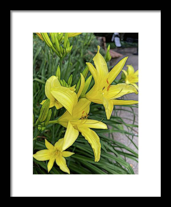 Yellow Daylilies In July - Framed Print