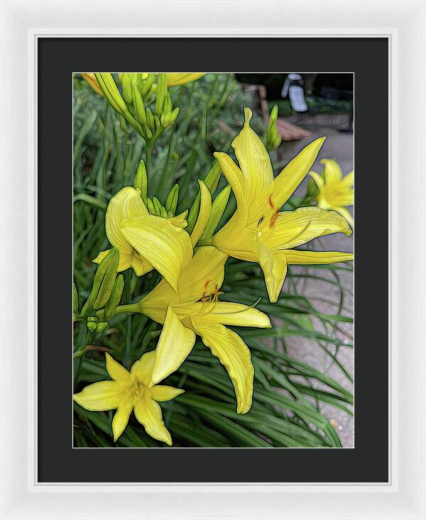 Yellow Daylilies In July - Framed Print