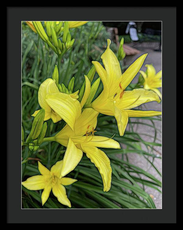 Yellow Daylilies In July - Framed Print