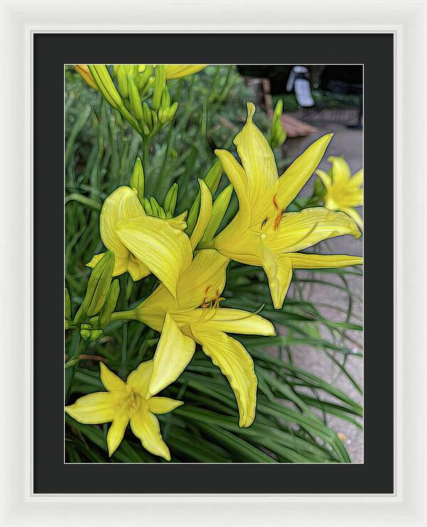 Yellow Daylilies In July - Framed Print