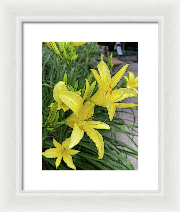 Yellow Daylilies In July - Framed Print