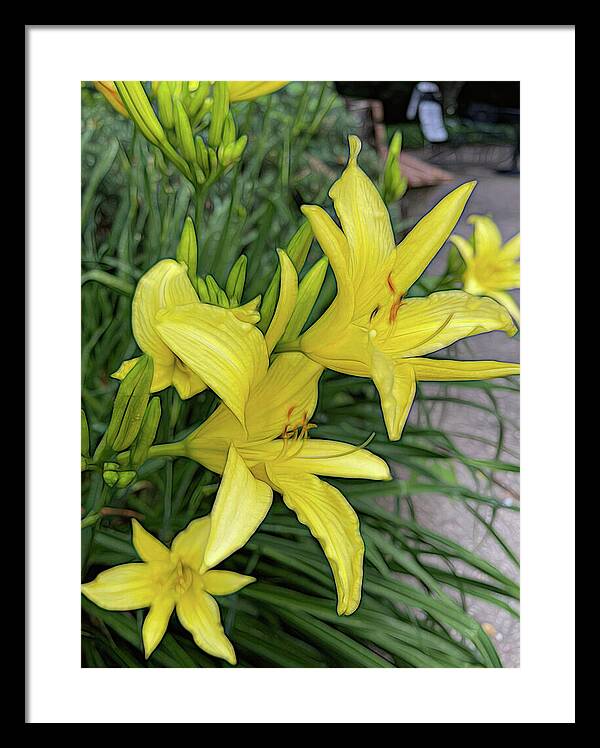 Yellow Daylilies In July - Framed Print