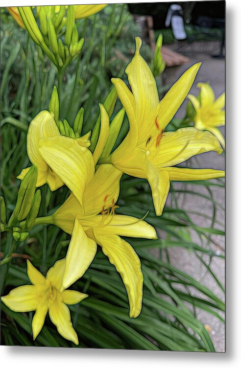 Yellow Daylilies In July - Metal Print