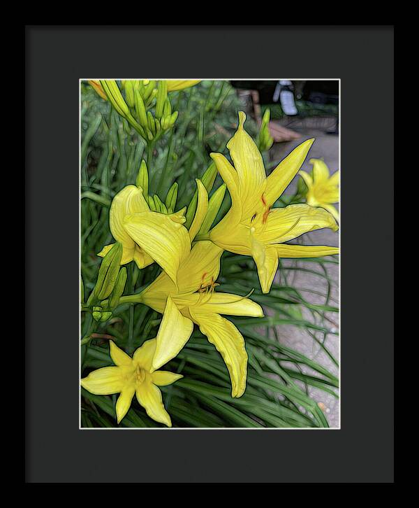 Yellow Daylilies In July - Framed Print