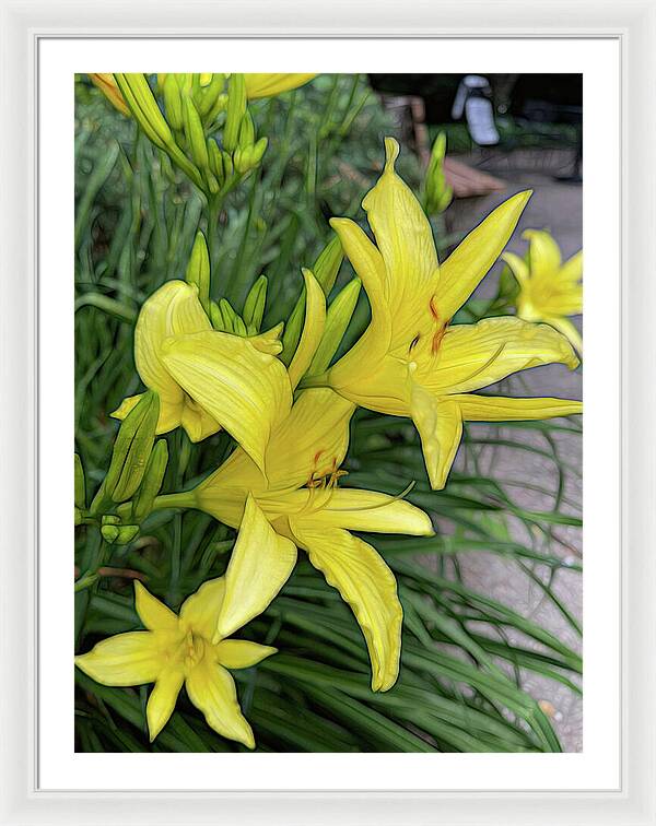 Yellow Daylilies In July - Framed Print