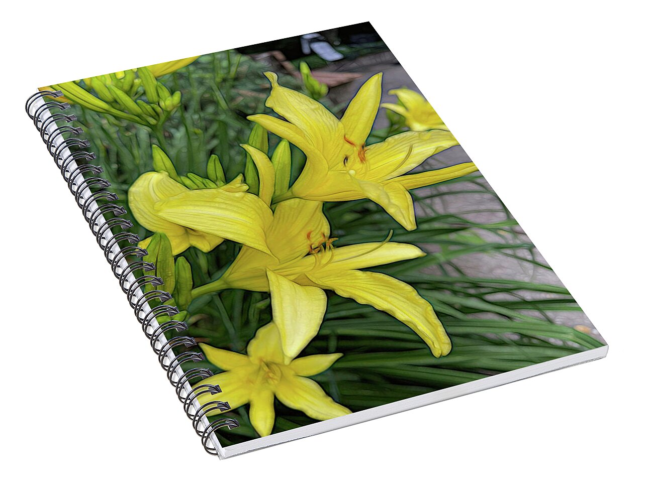 Yellow Daylilies In July - Spiral Notebook