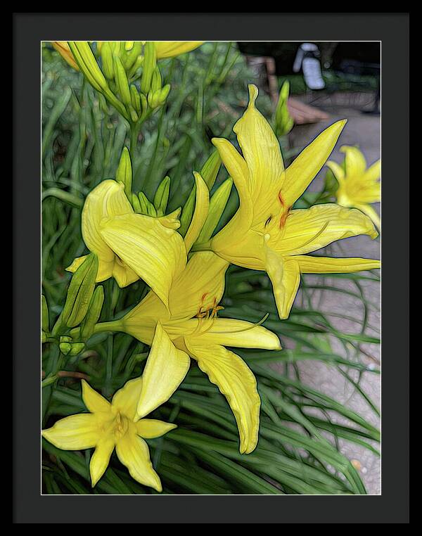 Yellow Daylilies In July - Framed Print