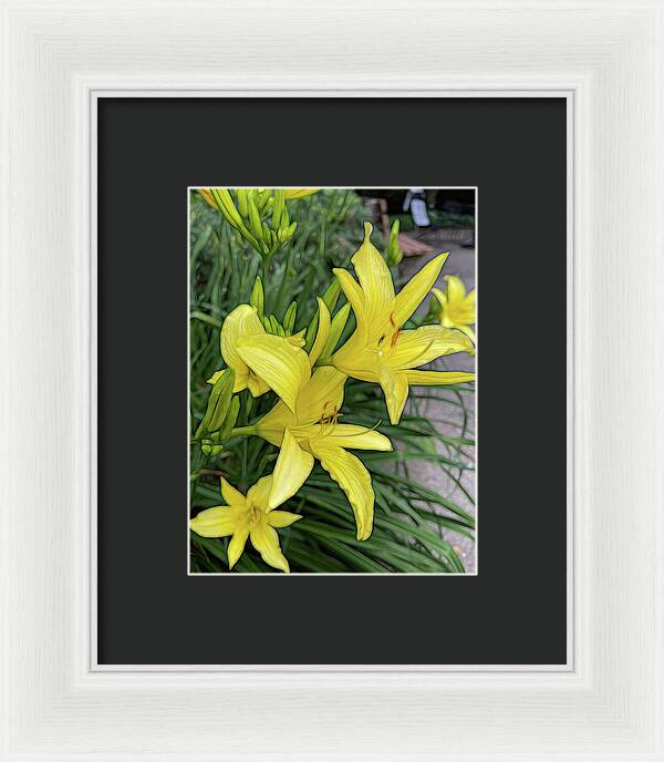 Yellow Daylilies In July - Framed Print